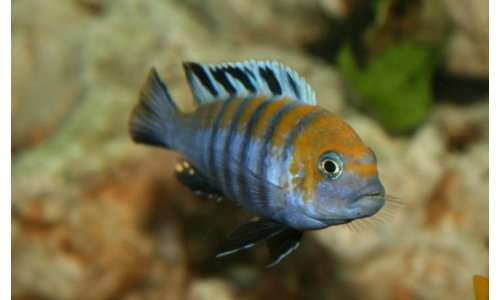 Cynotilapia afra Cobue